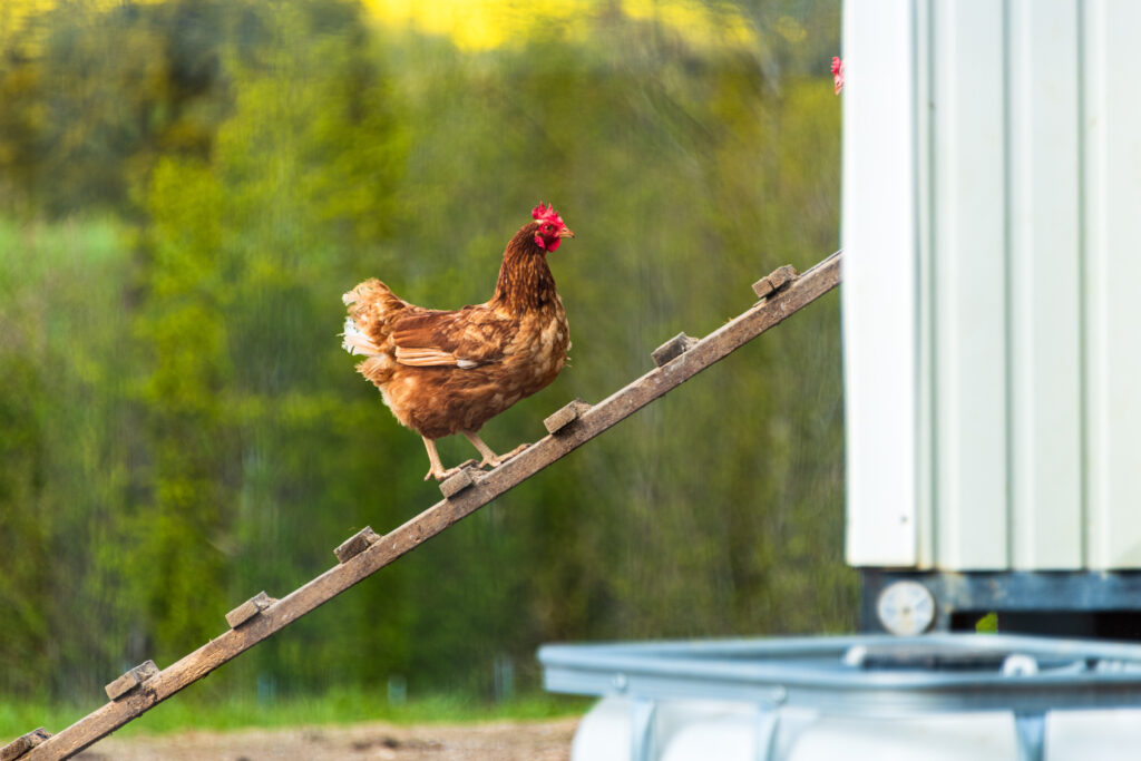 Huhn auf Hühnerleiter in den Stall rein